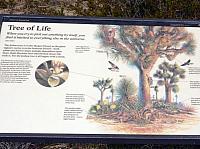 joshua tree national park (11).JPG